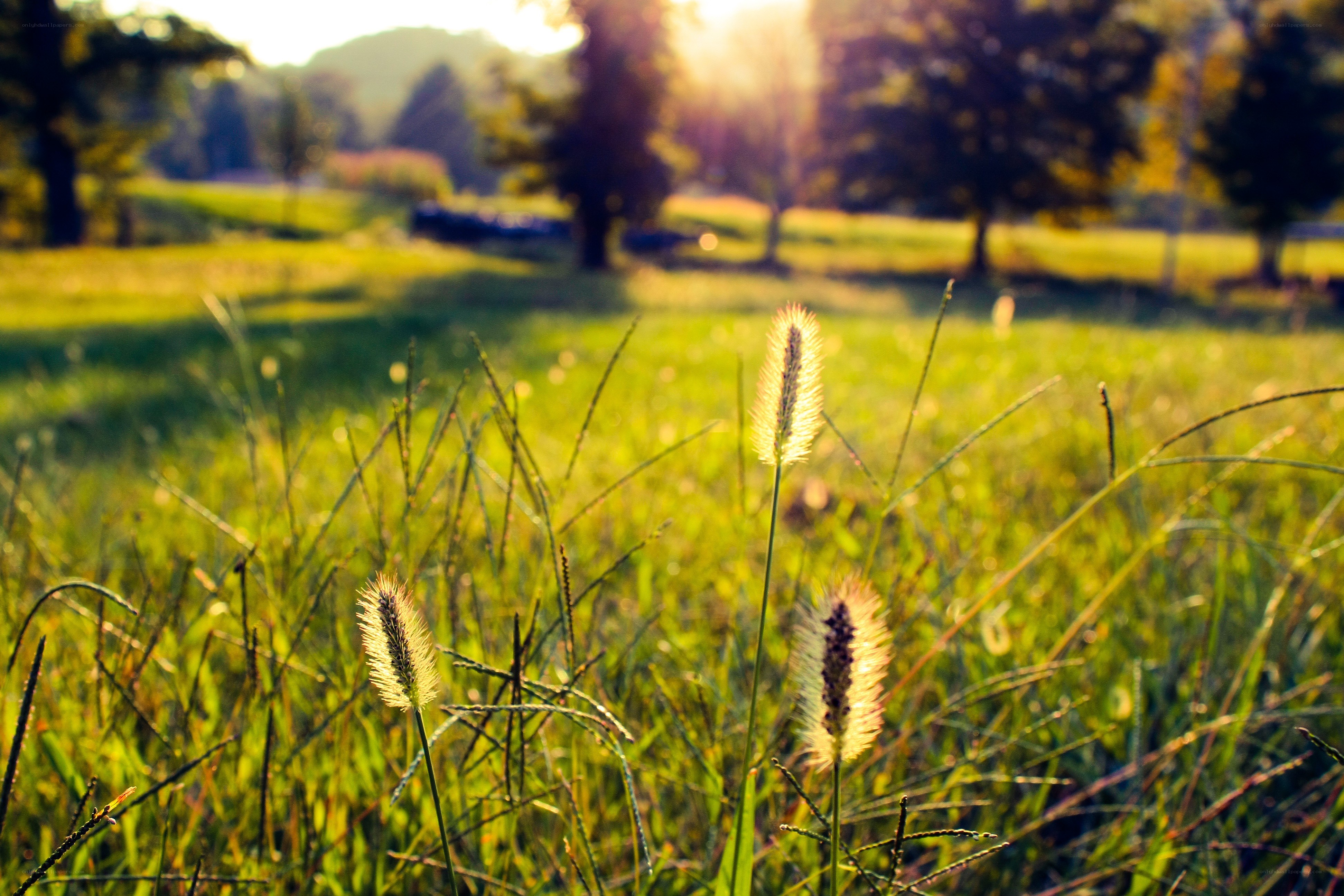 Sunlit grass in a park