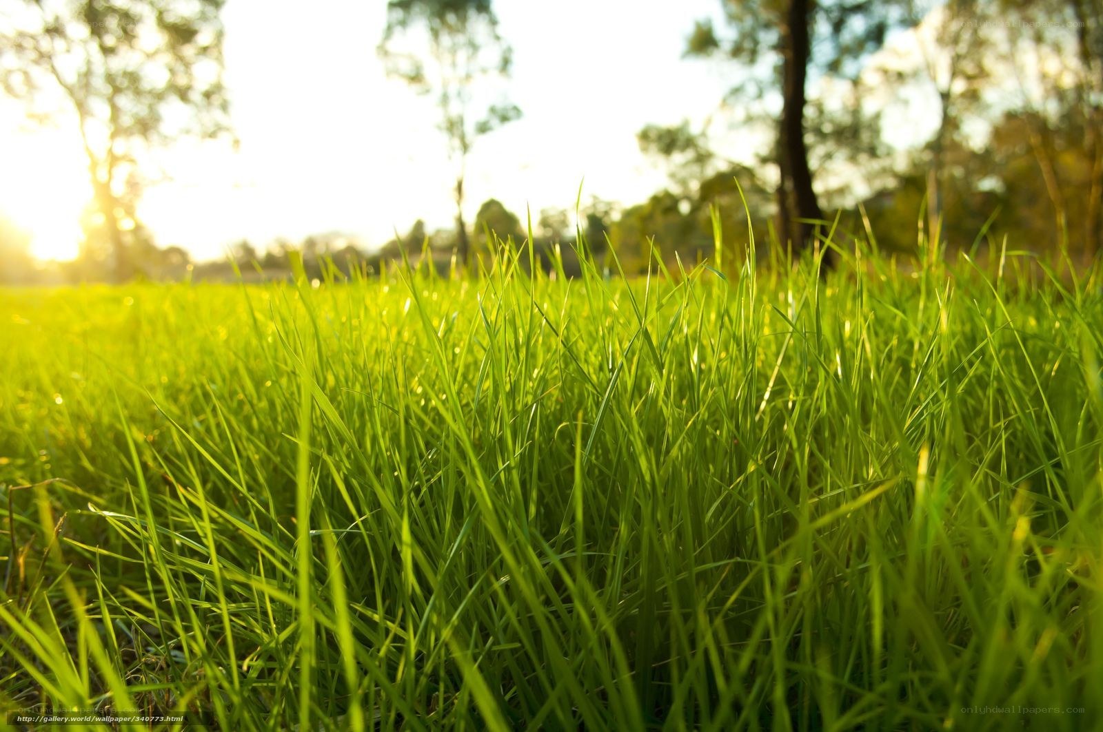 Sunlit grass in a park