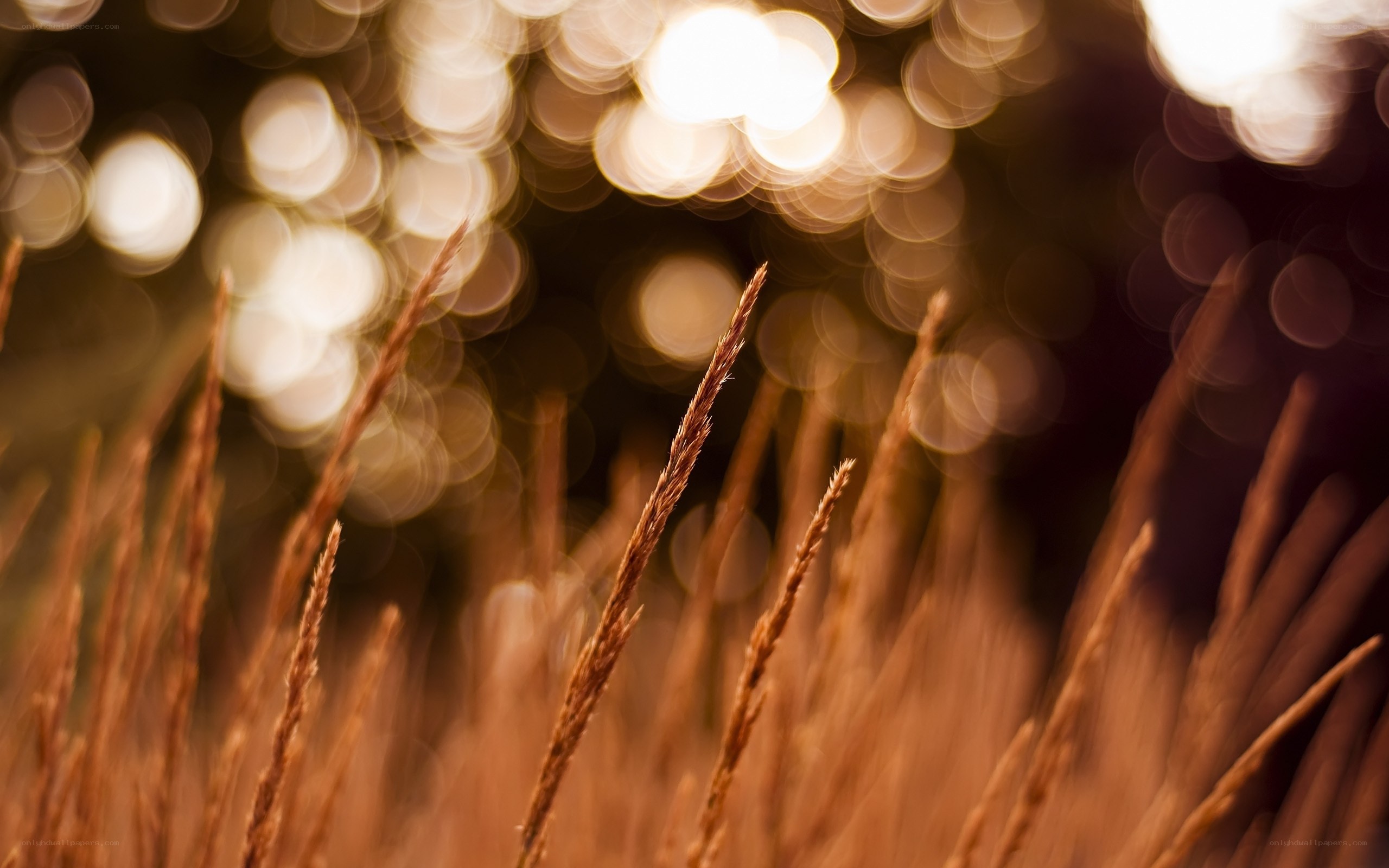 Sunlit grass in bokeh