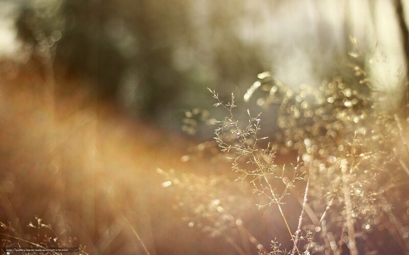 Sunlit Grass in Field