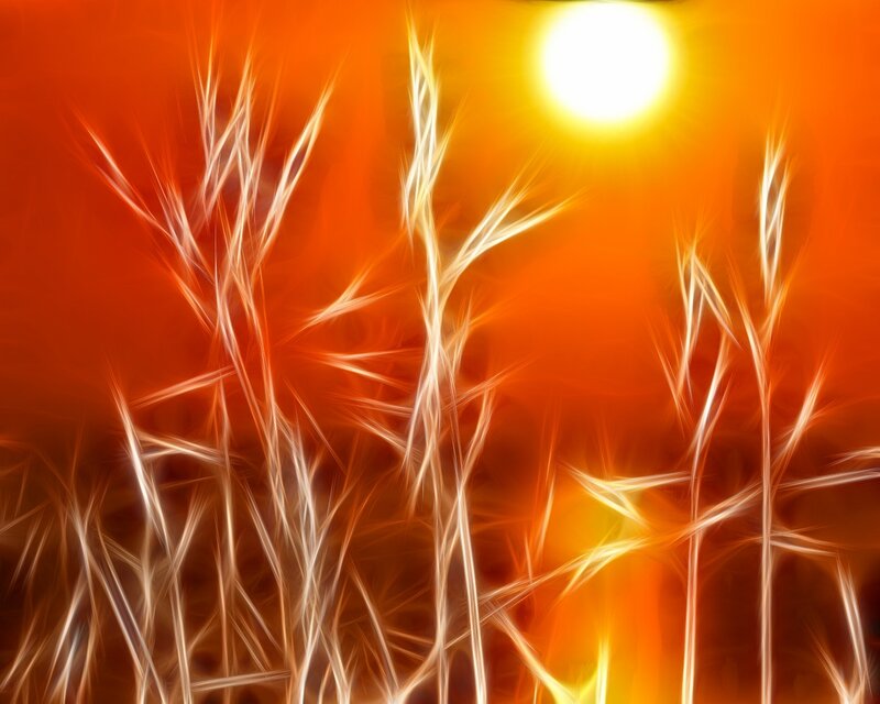 Sunlit grass in fiery light