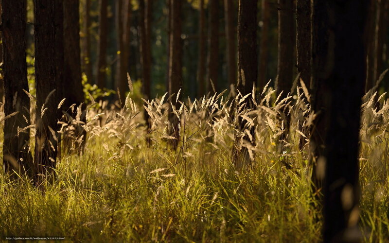 Sunlit Grass in Forest — Green