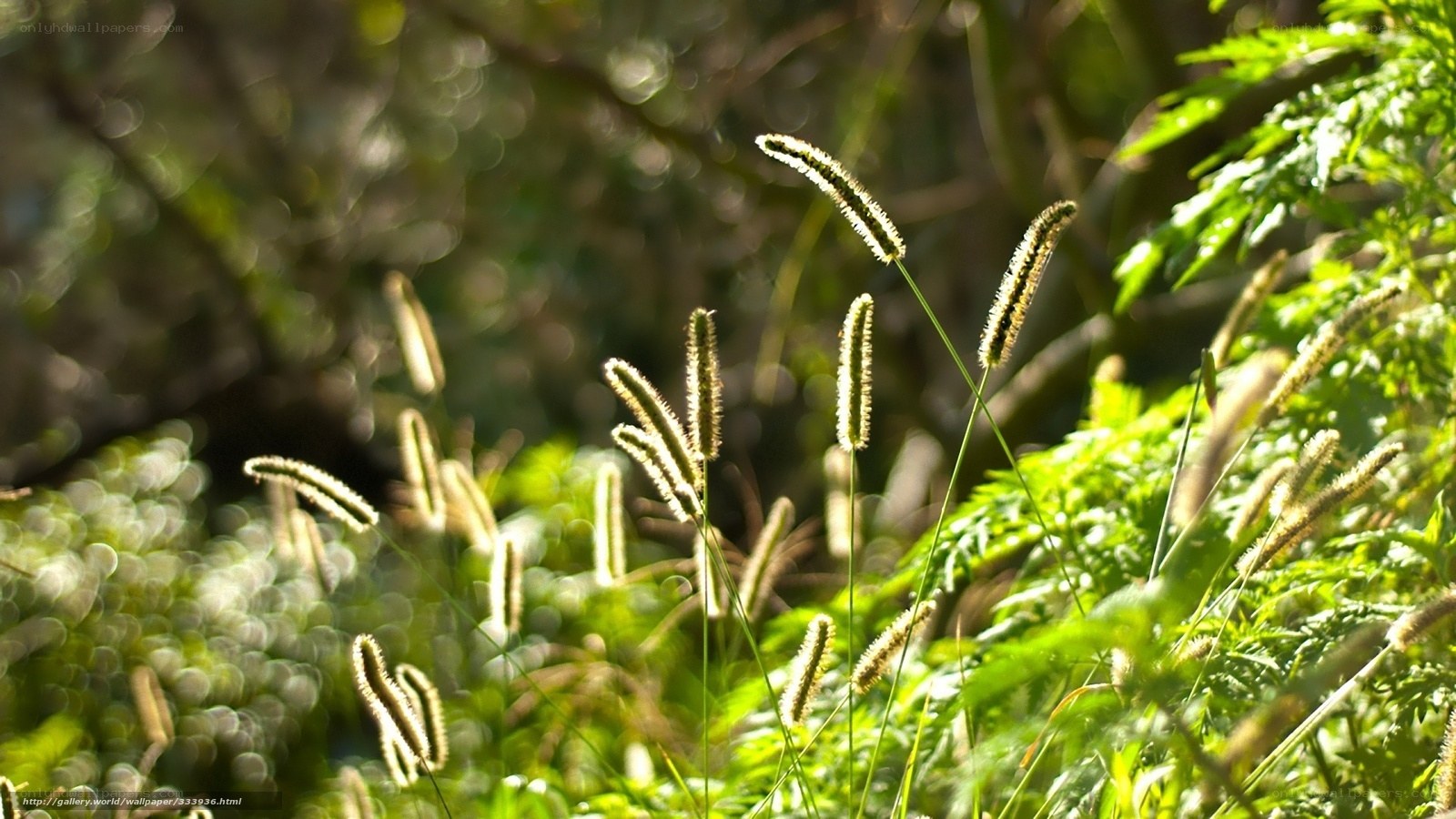 Sunlit grass in forest