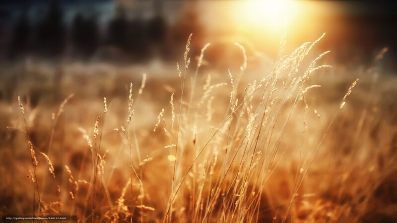 Sunlit grass in golden light