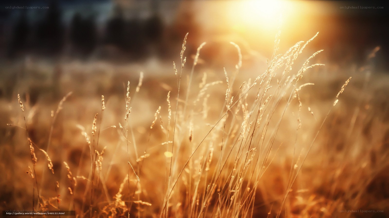 Sunlit grass in golden light
