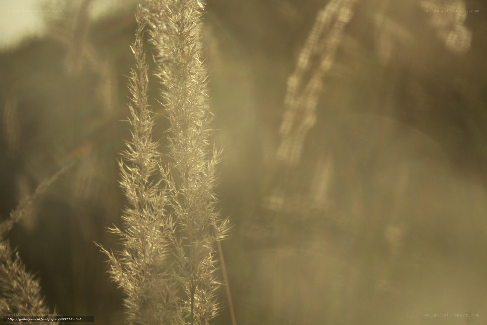 Sunlit grass in golden light