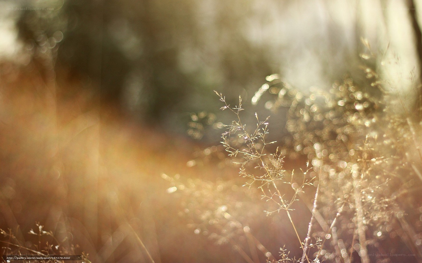 Sunlit grass in golden light