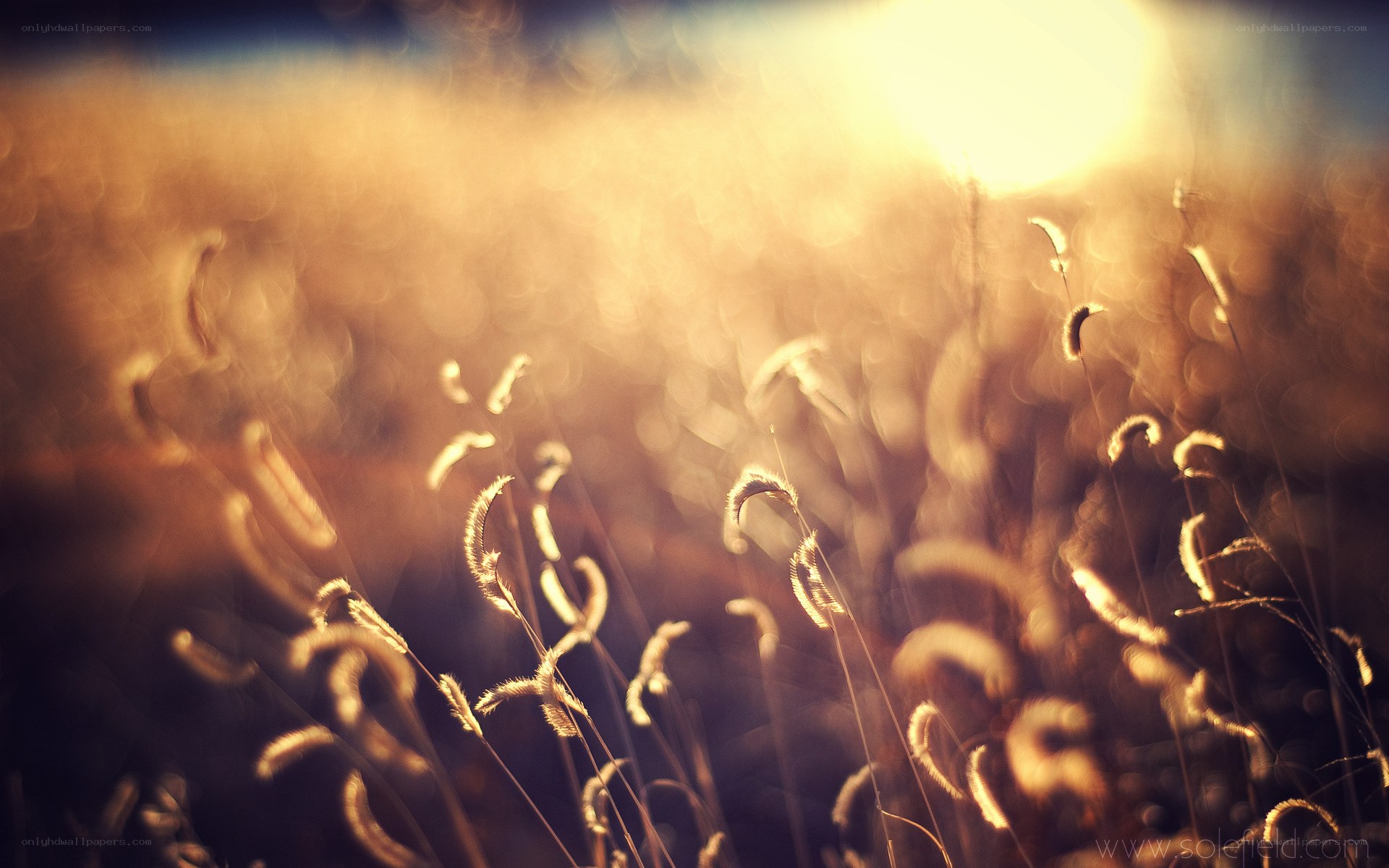 Sunlit grass in golden light