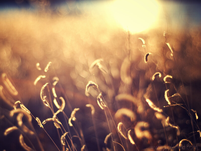 Sunlit grass in golden light