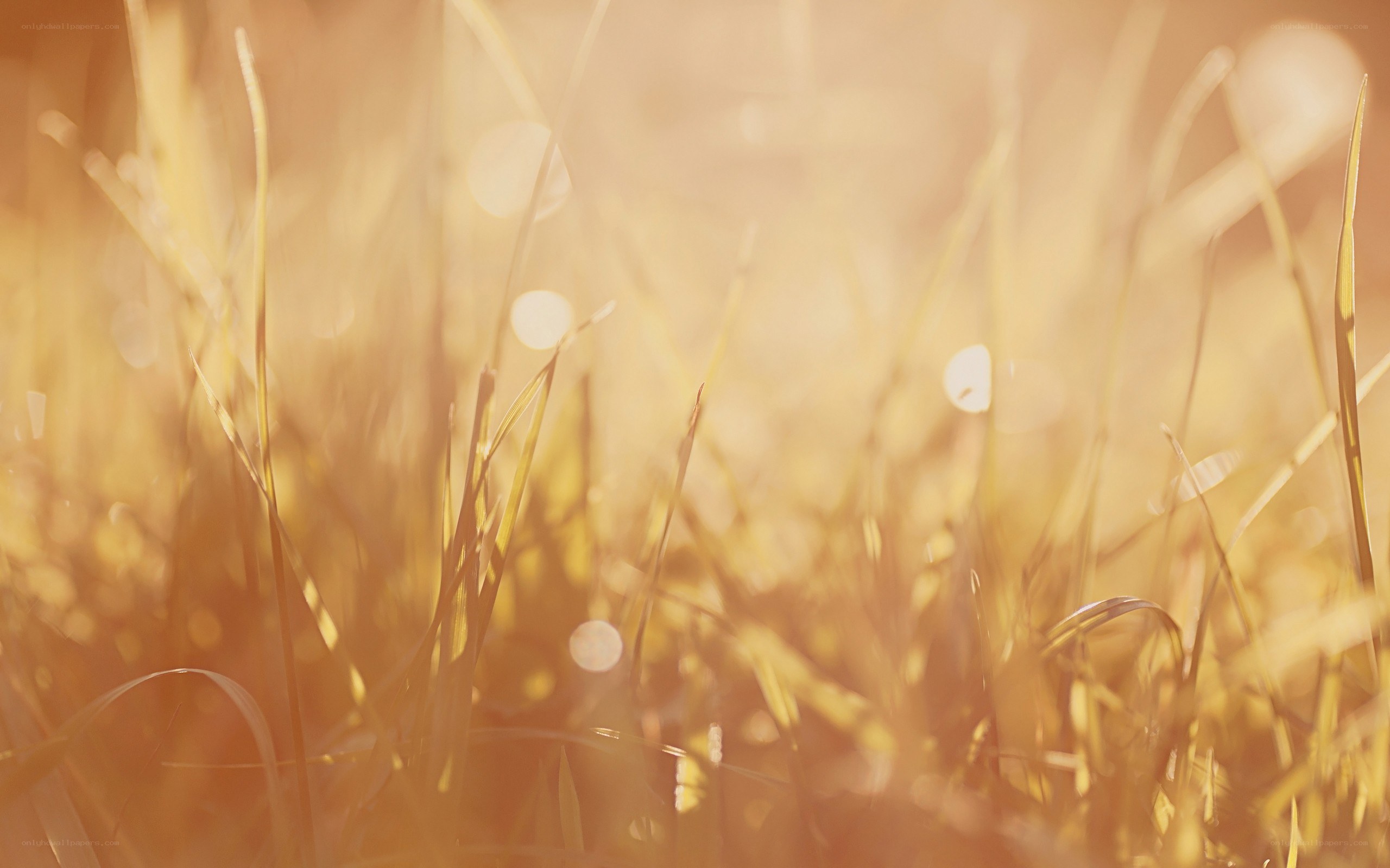 Sunlit grass in golden light