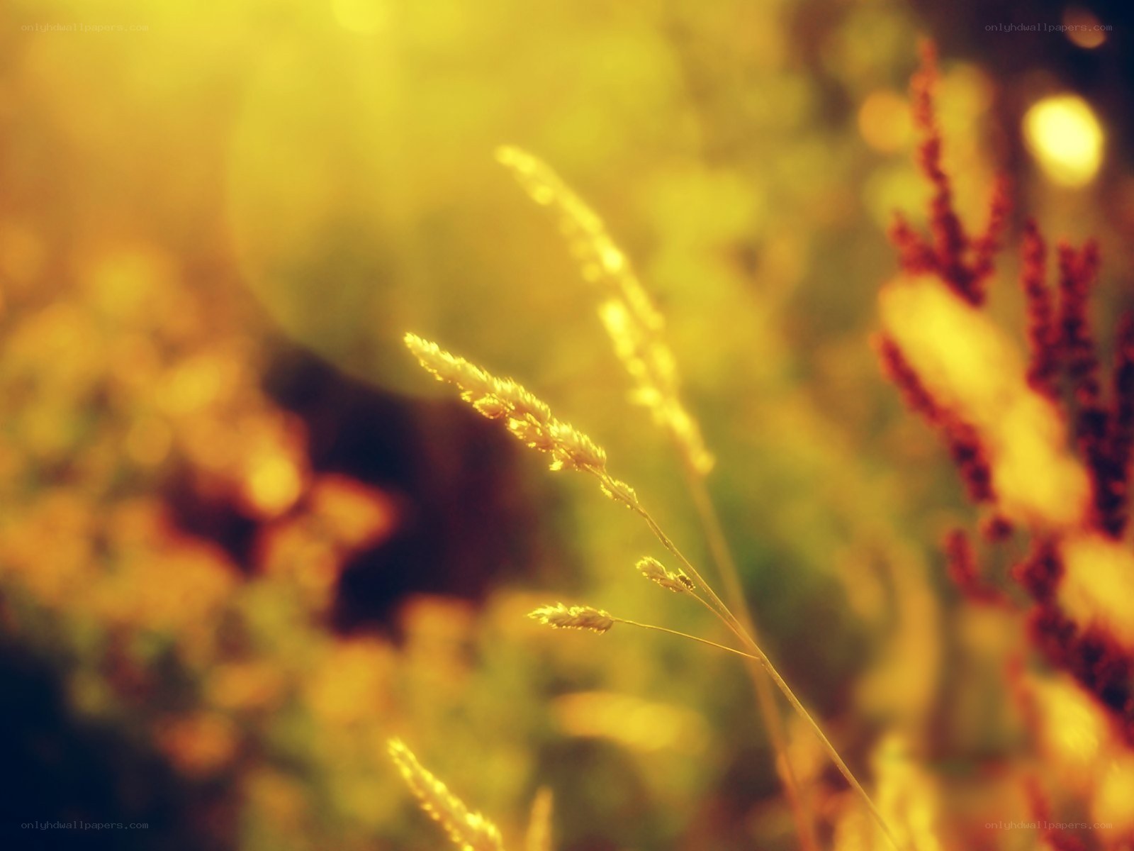 Sunlit grass in golden light