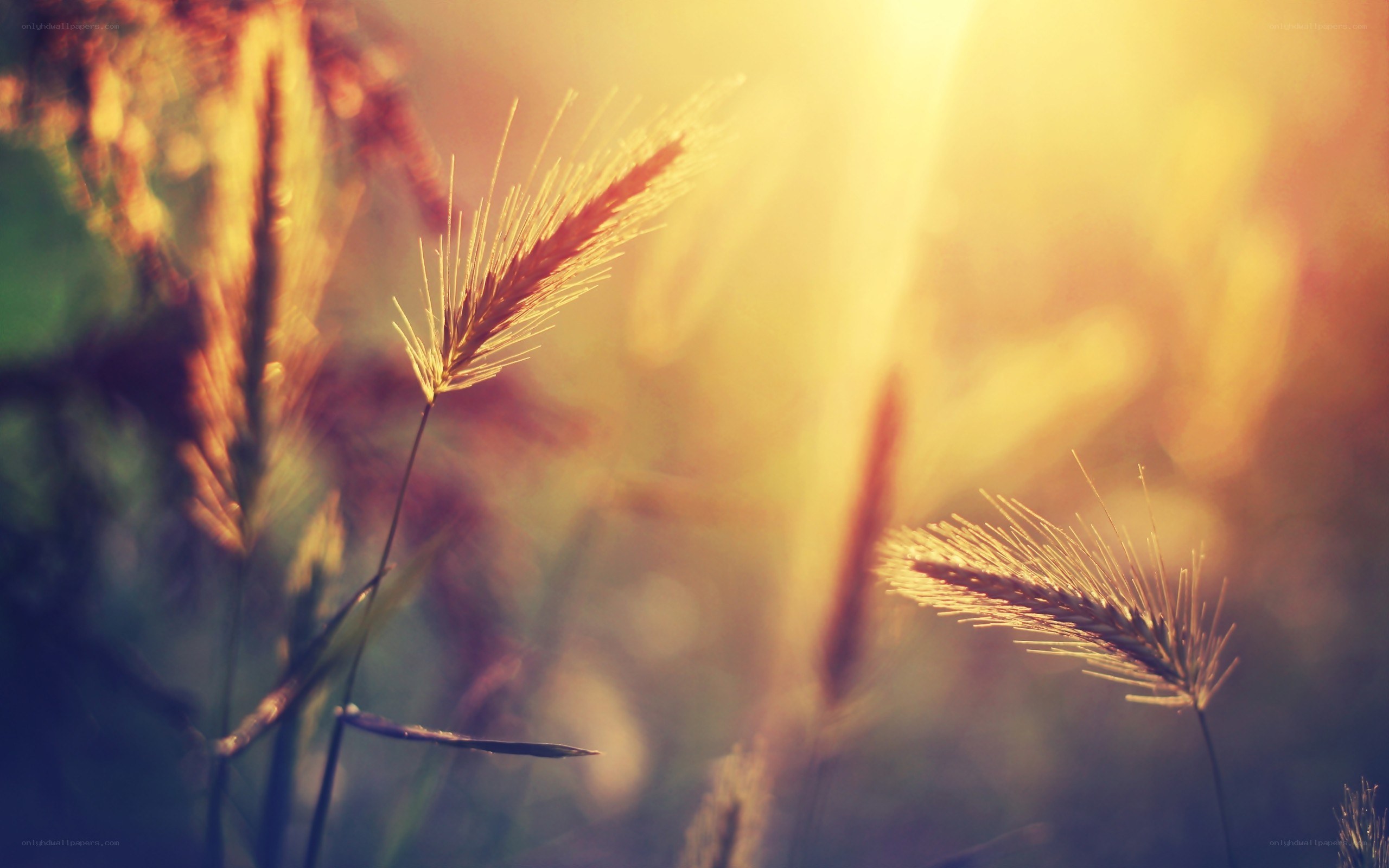 Sunlit grass in golden light