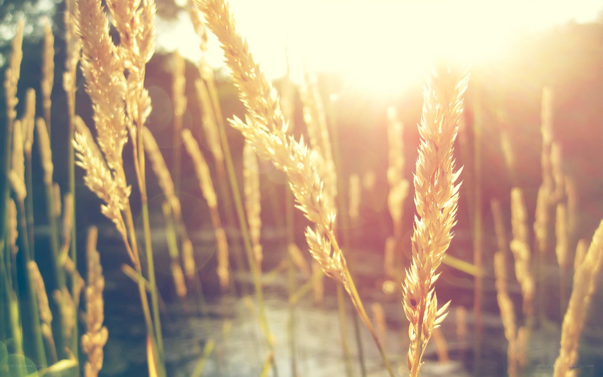 Sunlit grass in golden light