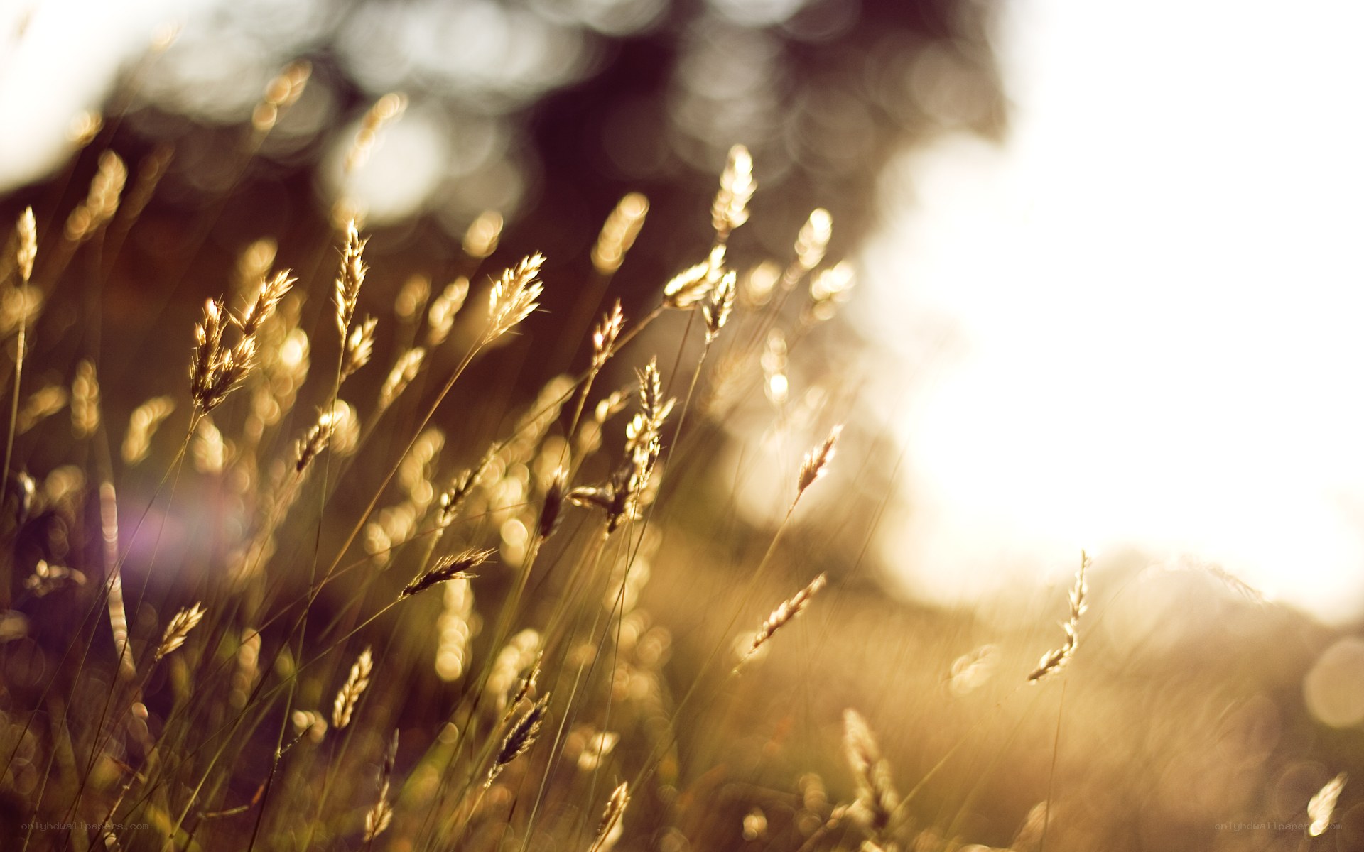 Sunlit grass in golden light