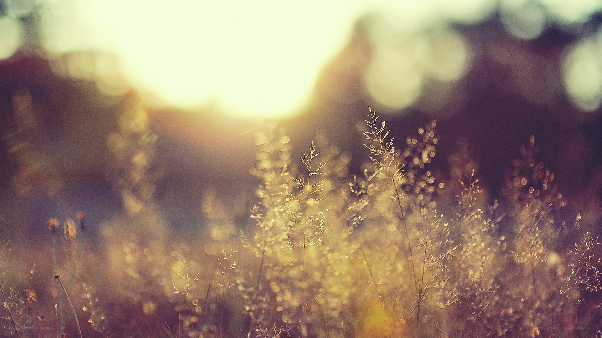 Sunlit grass in golden light