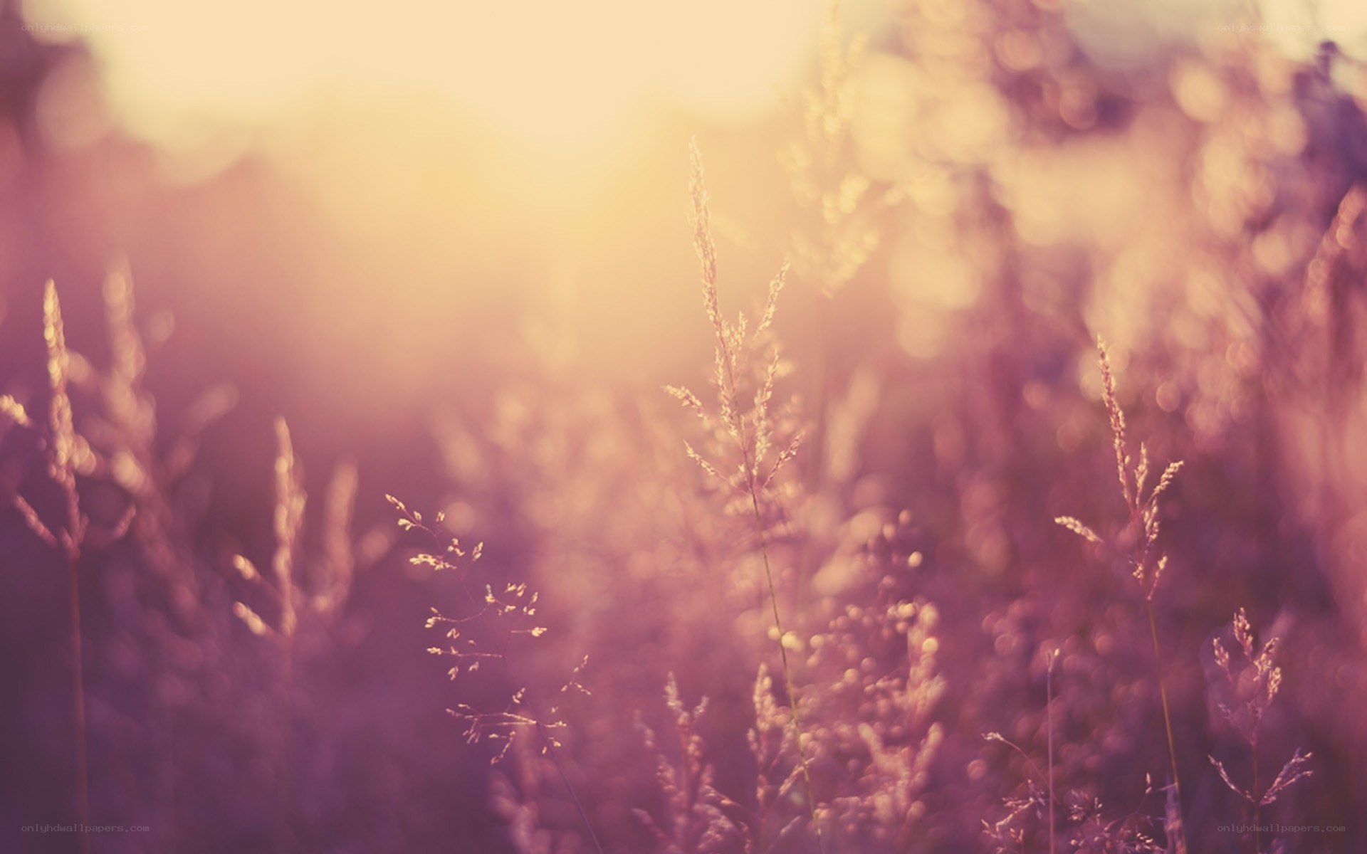 sunlit grass in golden light