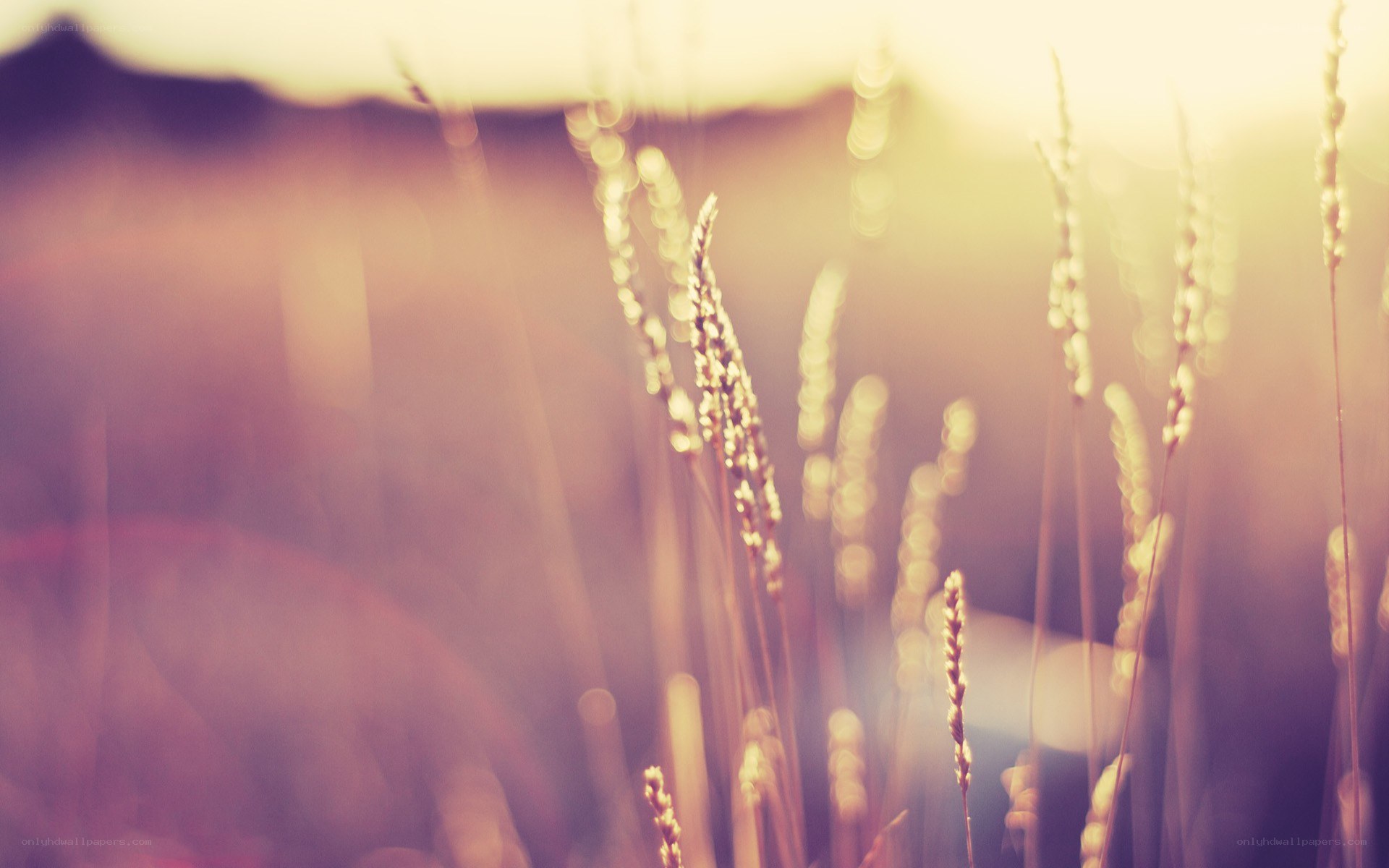 Sunlit grass in golden light