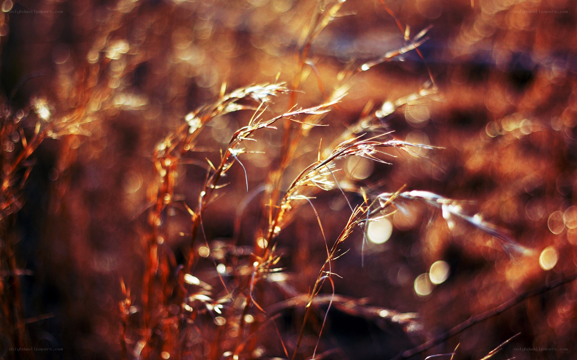 Sunlit grass in golden light