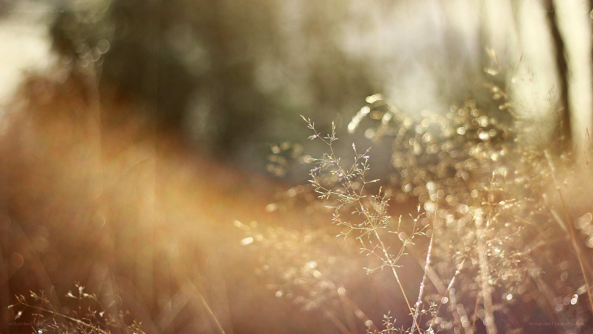 Sunlit grass in golden light