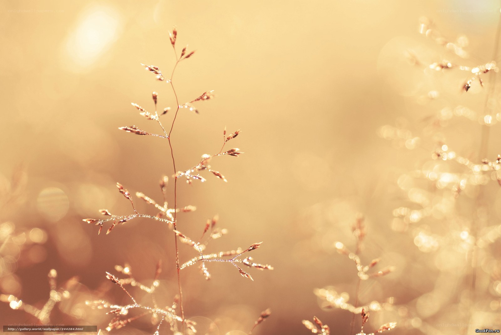 Sunlit grass in golden light