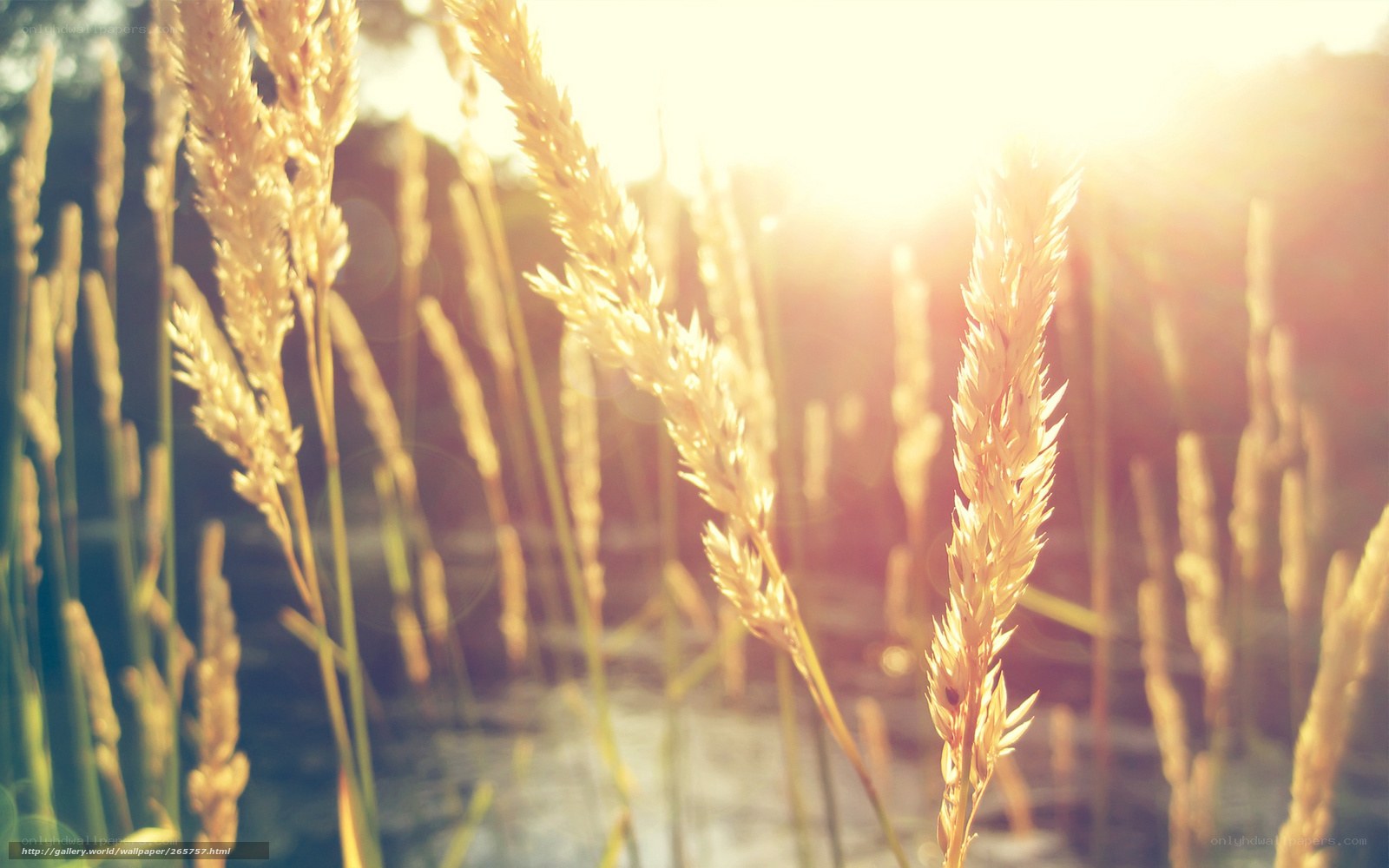 Sunlit grass in golden light