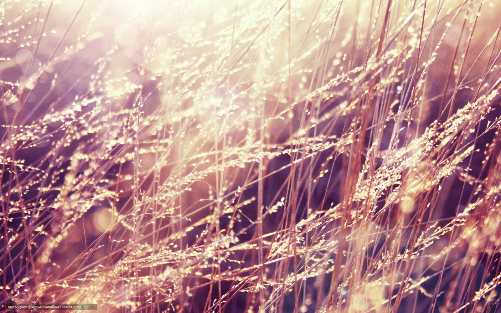 Sunlit grass in golden light