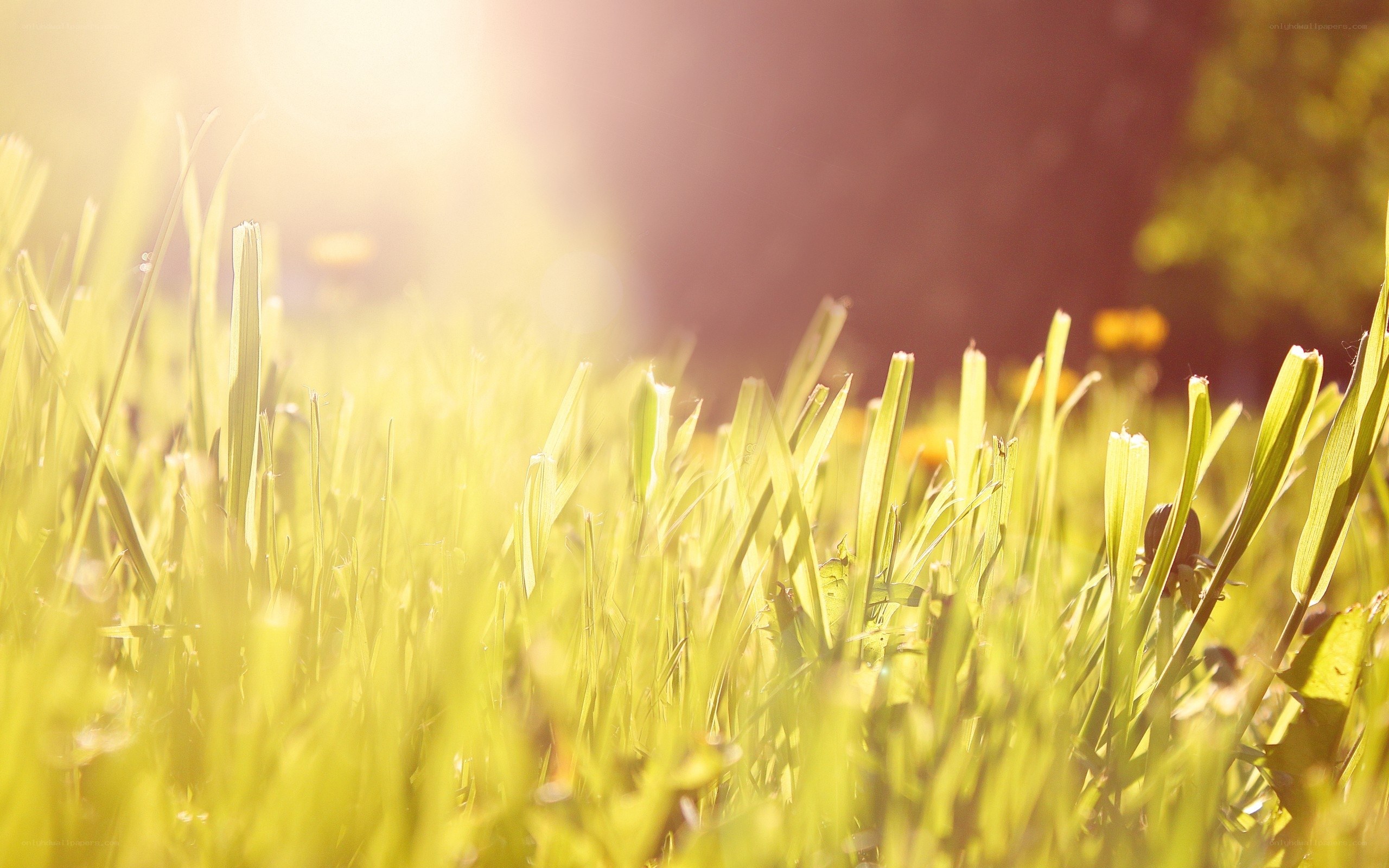 Sunlit grass in morning light