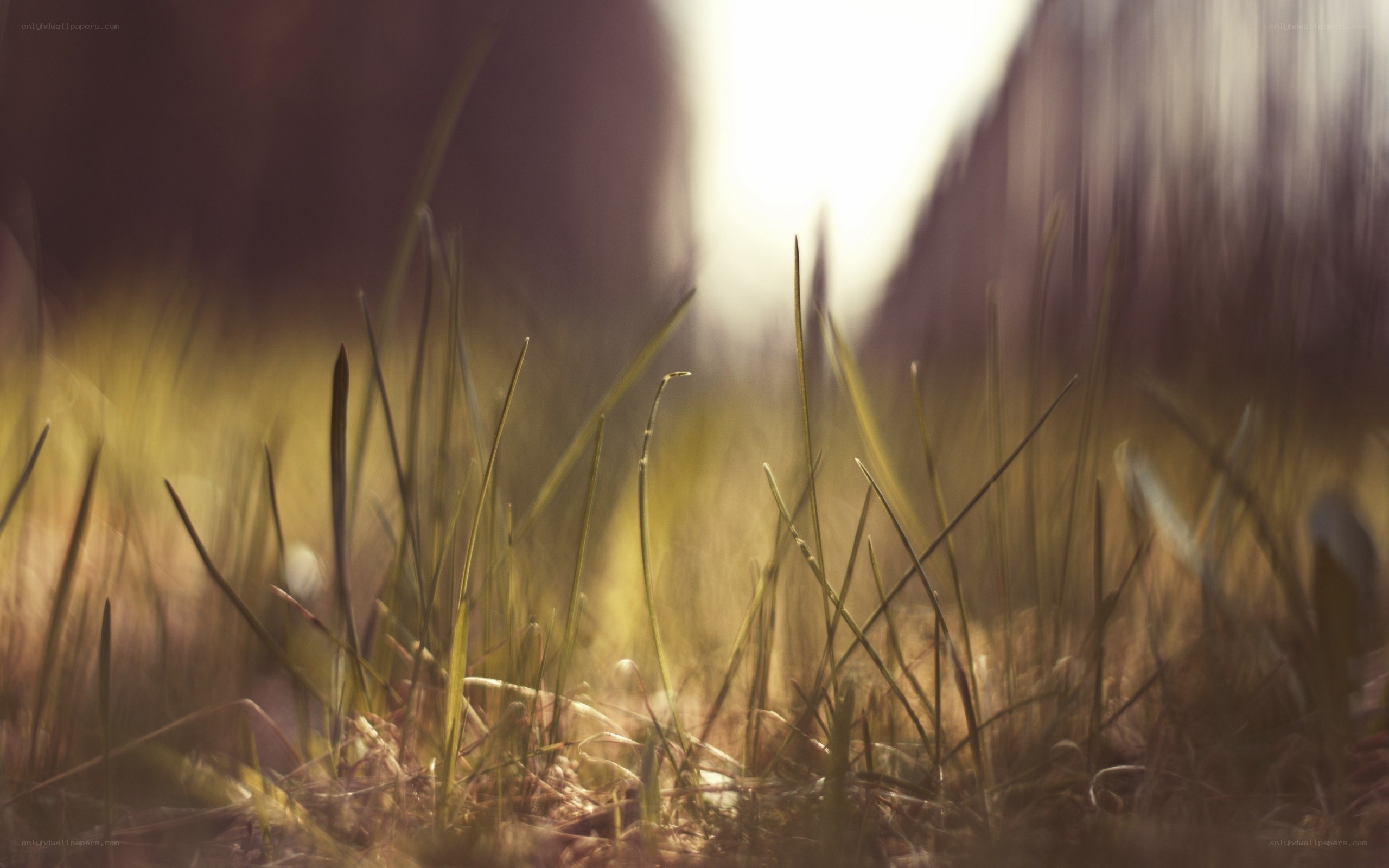 Sunlit grass in soft focus