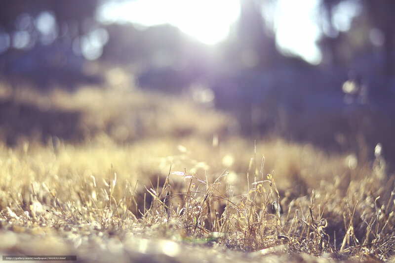 Sunlit grass in soft focus