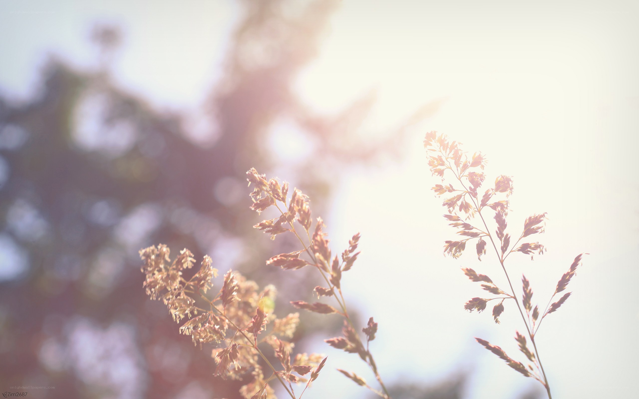 Sunlit grass in soft focus