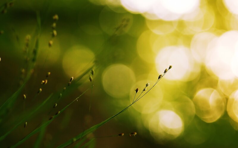Sunlit grass in soft focus