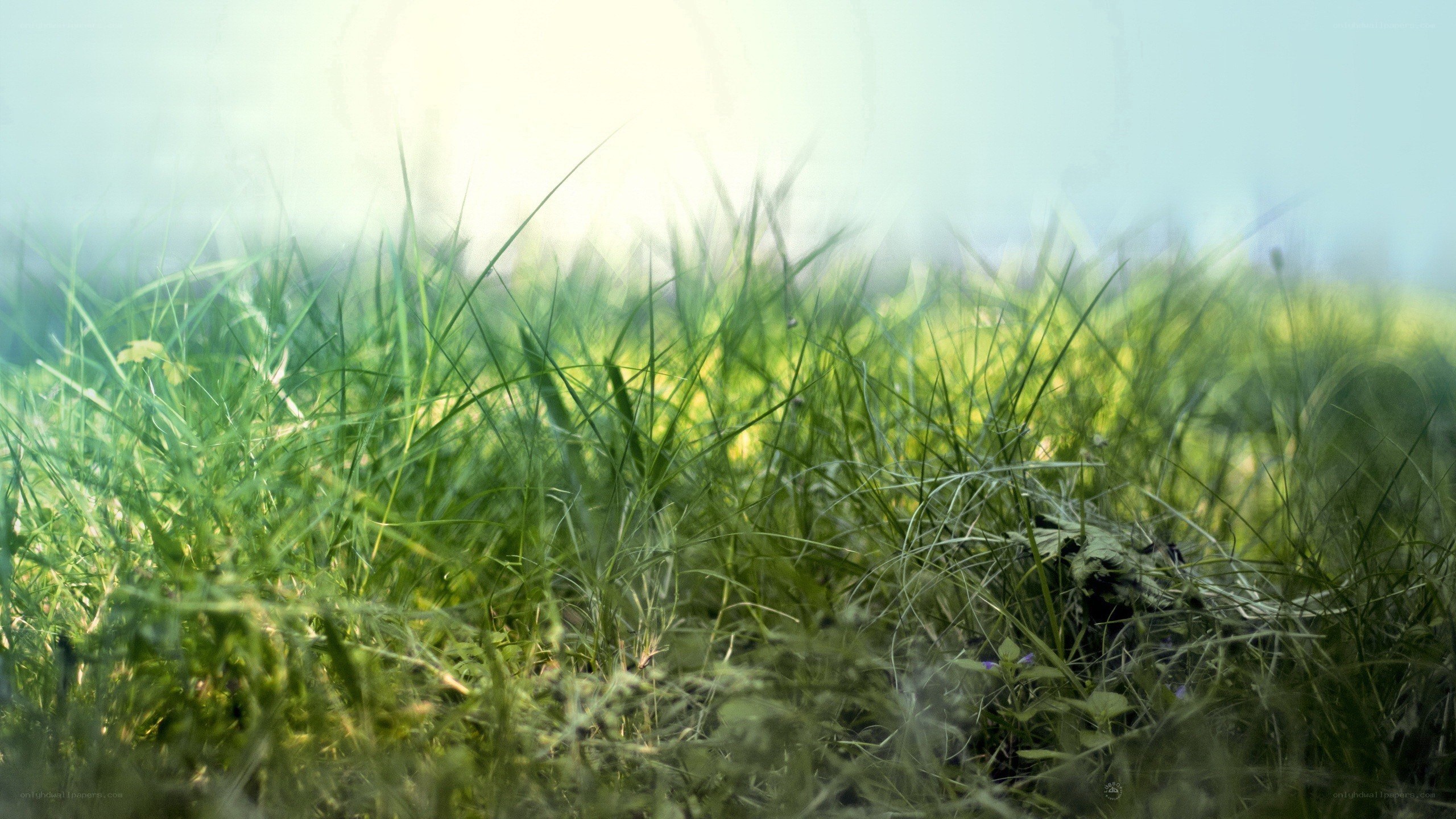 sunlit grass in the morning