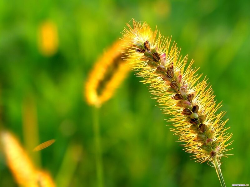 Sunlit grass seed head