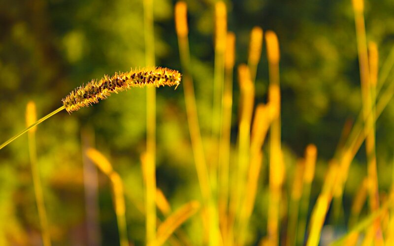 sunlit grass seed head