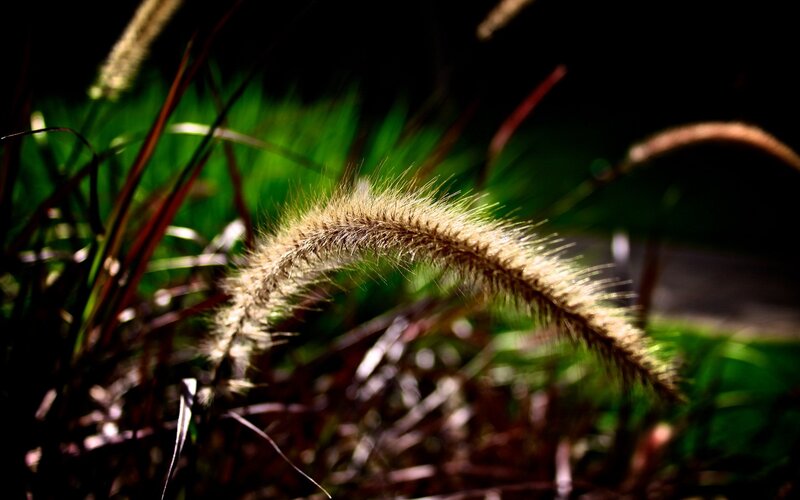 sunlit grass seed head