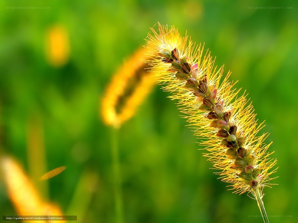 Sunlit grass seed head