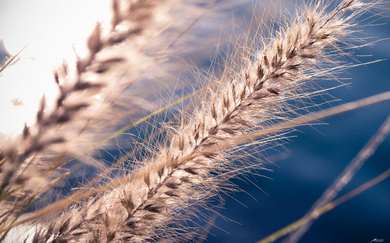 Sunlit grass seed heads
