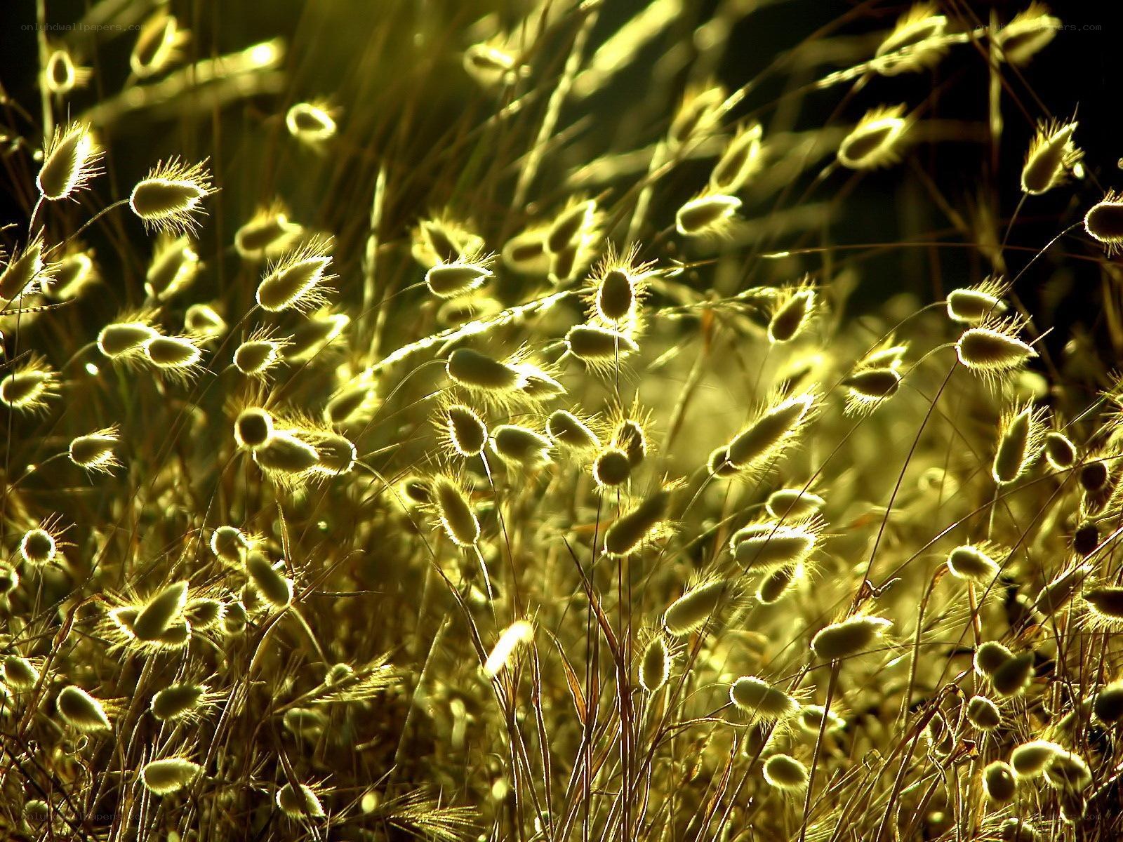 sunlit grass seed heads