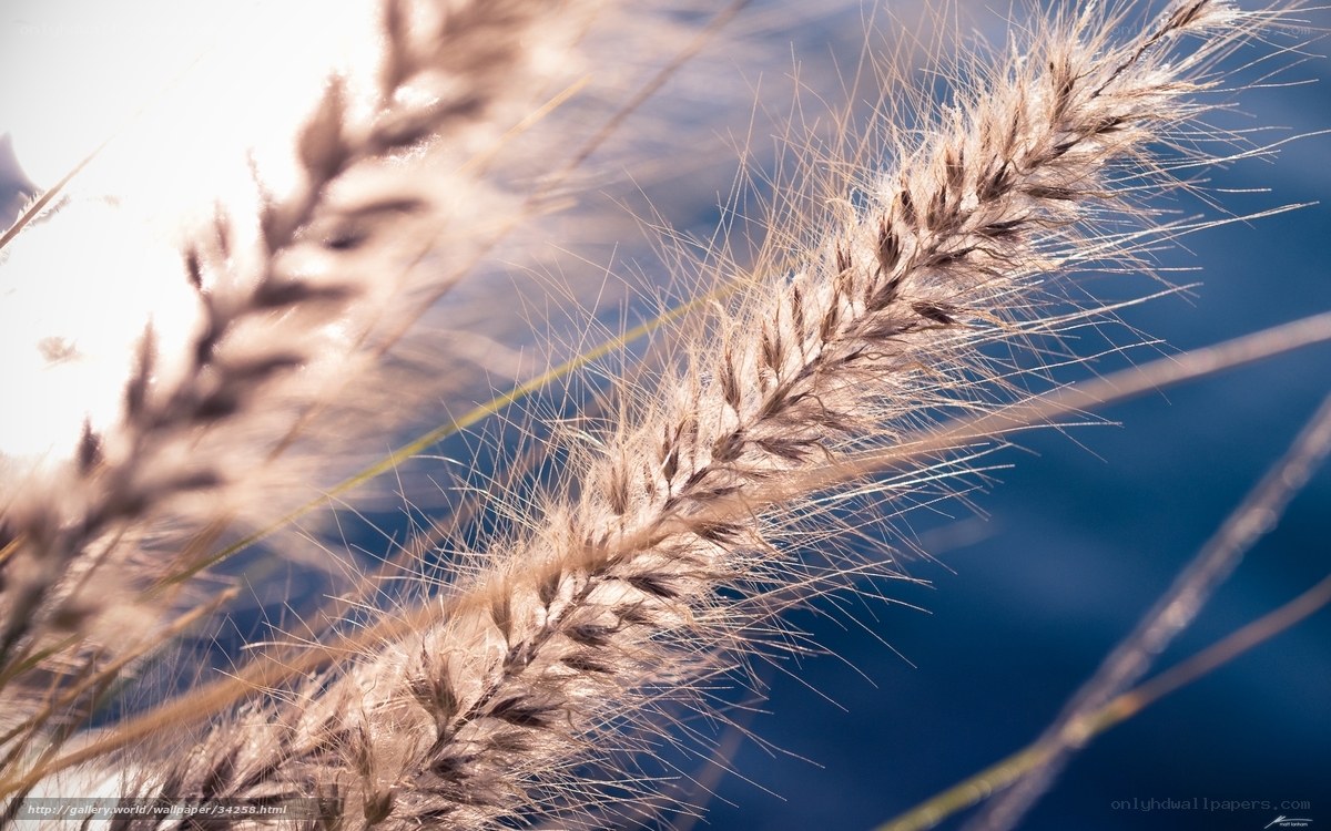 Sunlit grass seed heads