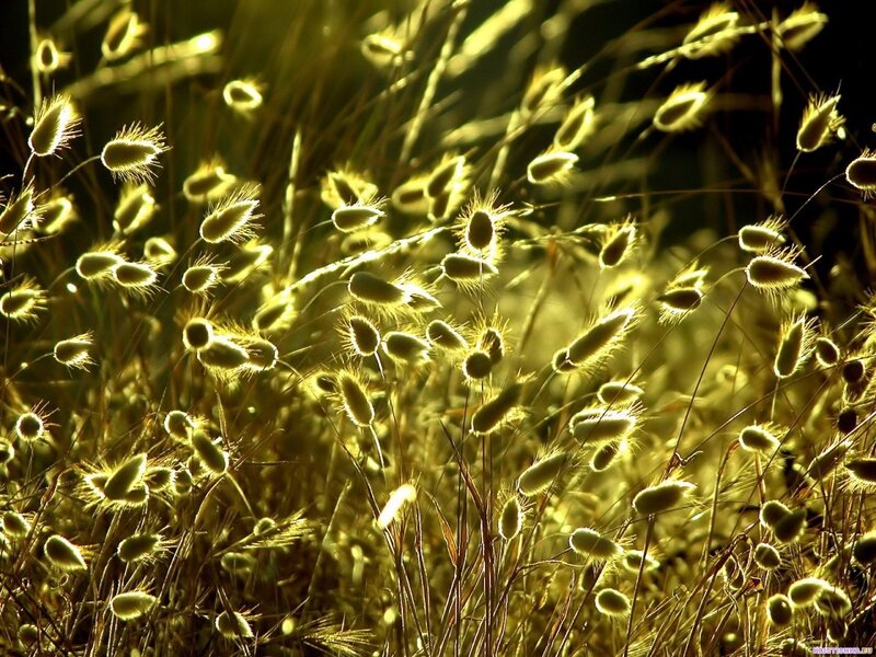 Sunlit grass seeds at dusk