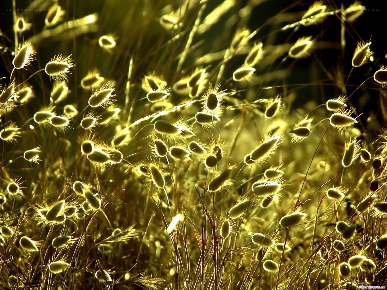 Sunlit grass seeds at dusk
