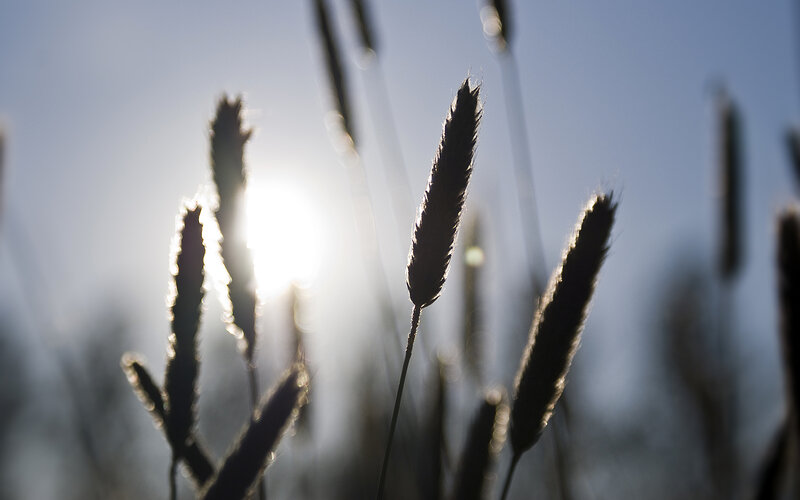 Sunlit grass stalks at sunset