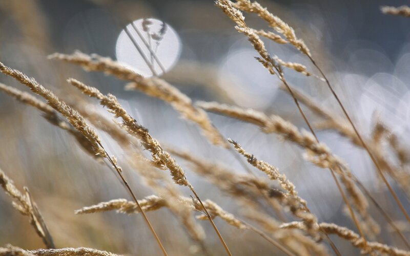 Sunlit grass stalks in focus