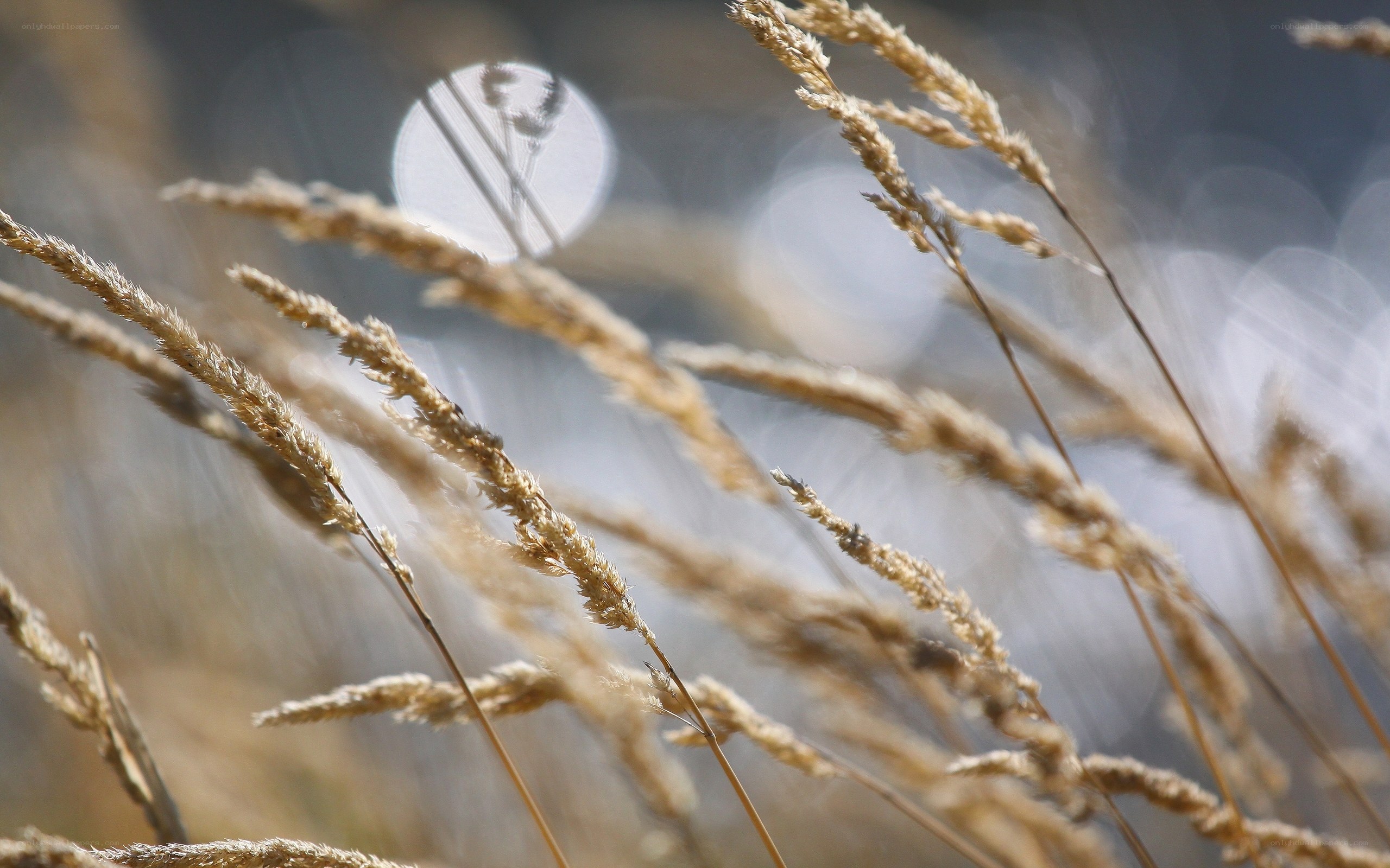 Sunlit grass stalks in focus