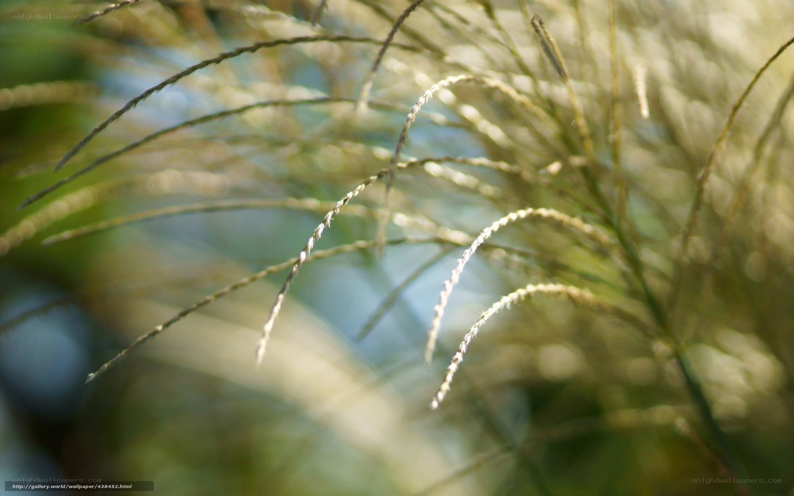 Sunlit grass stalks in focus
