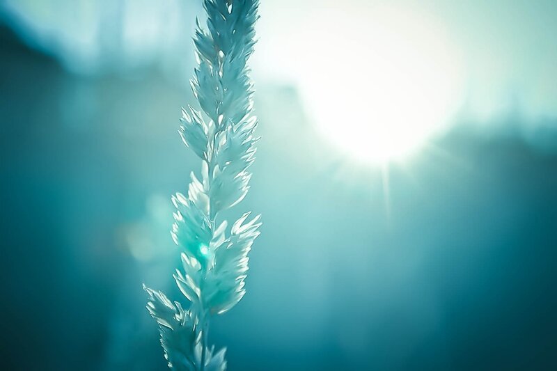 Sunlit grass stem