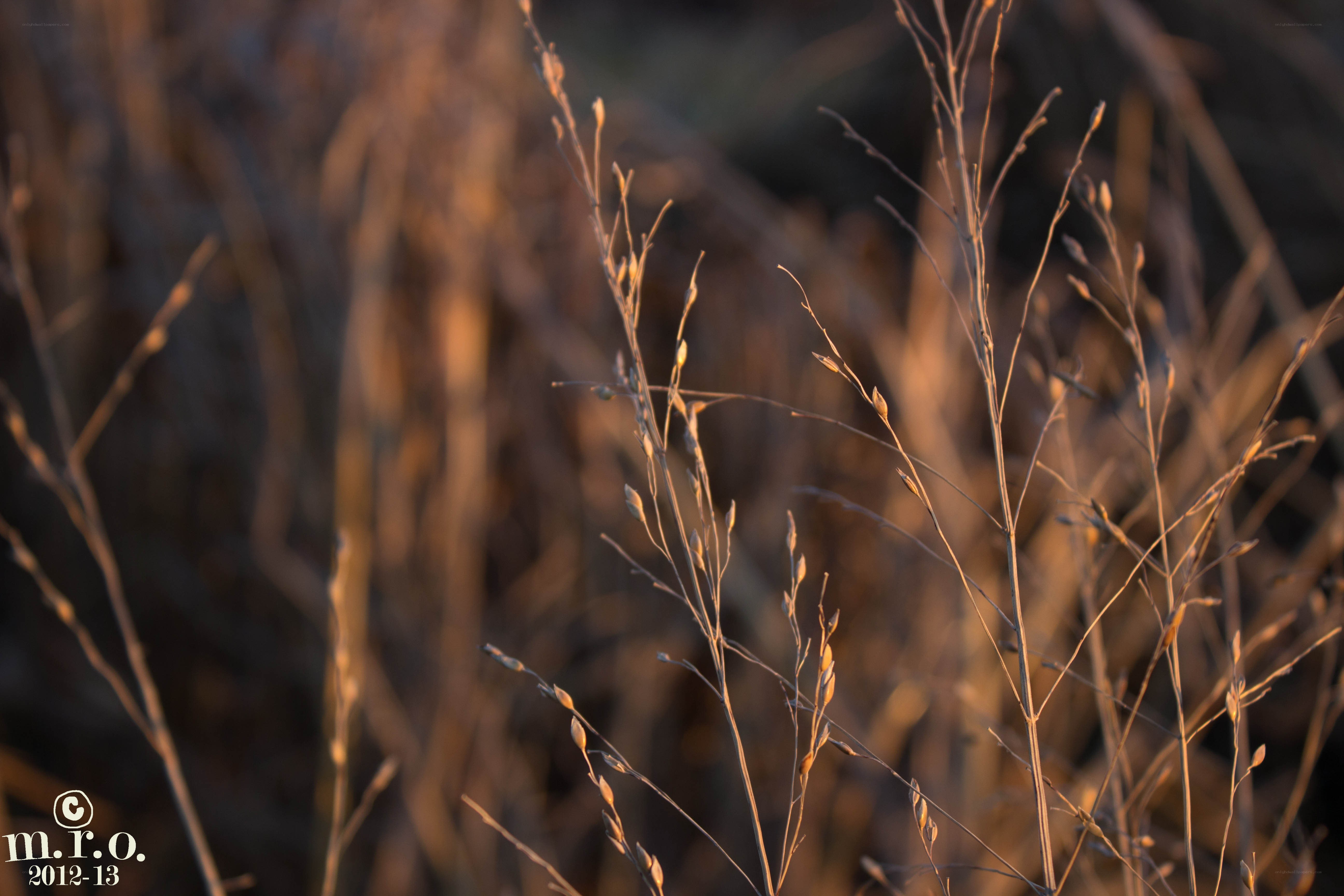 Sunlit grass stems