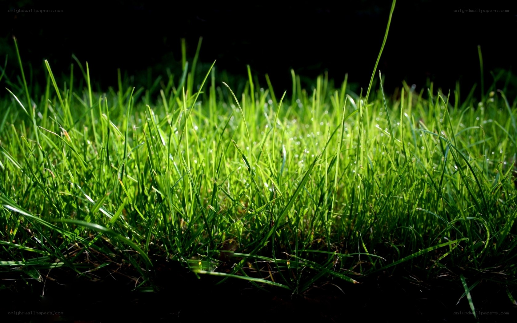 Sunlit grass with dew