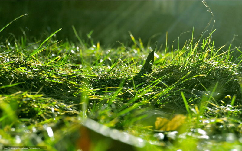Sunlit grass with dew