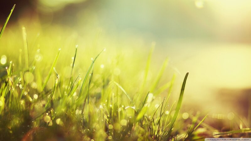 sunlit grass with dew